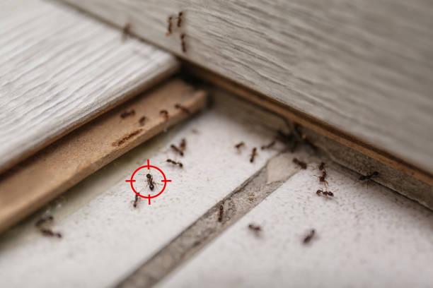 Best Mosquito Control Services  in Round Rock, TX