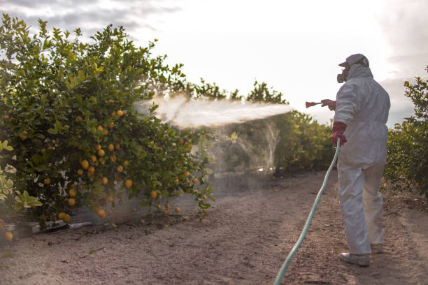 Best Pest Removal Services  in Round Rock, TX