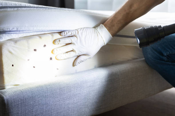 Best Mosquito Control Services  in Round Rock, TX