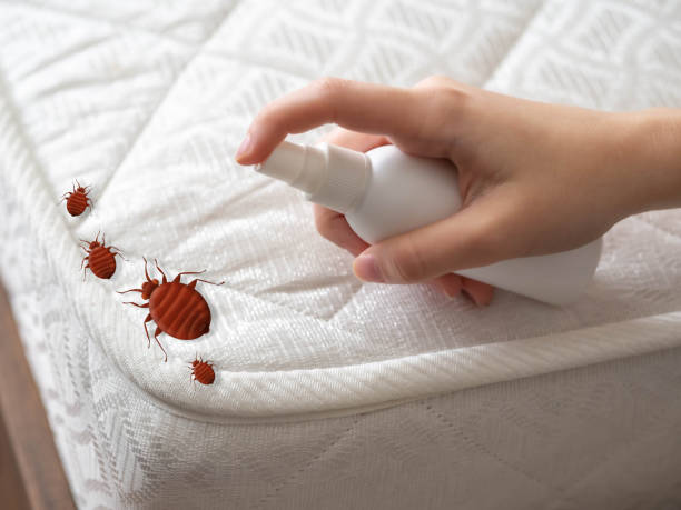 Best Emergency Pest Control  in Round Rock, TX