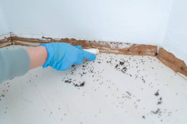 Best Pest Control for Restaurants  in Round Rock, TX