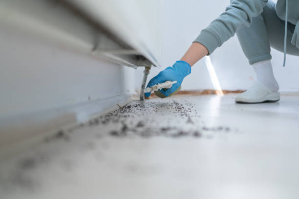 Best Termite Control Services  in Round Rock, TX